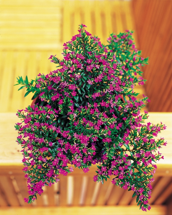 Cuphea hyssopifolia 'Purple' (129770)