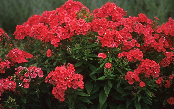 Phlox paniculata Perfection' Phlox from Garden Center