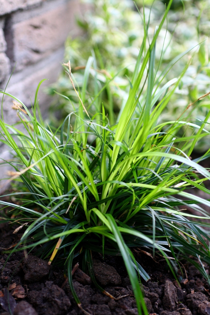 Carex oshimensis EverColor® 'Everdi' (130210)