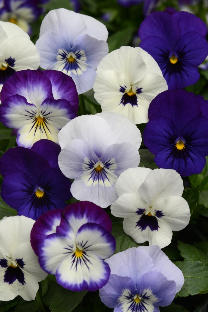 Viola cornuta Sorbet® XP 'Ocean Breeze Mixture' Pansy from Garden ...