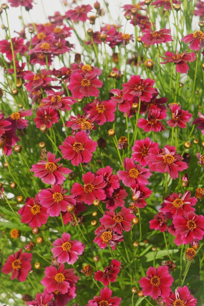 Coreopsis rosea Twinklebells 'Red' Tickseed | Garden Center Marketing