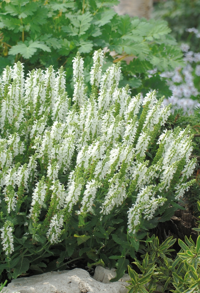 Salvia nemorosa Lyrical™ 'White' (130968)