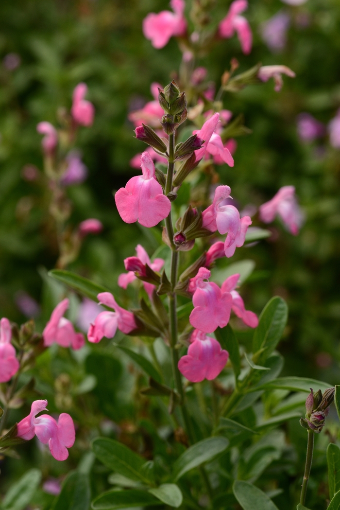 Salvia greggii Mirage™ 'Pink' (130979)