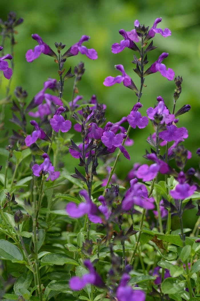 Salvia greggii Mirage™ 'Violet' (130981)