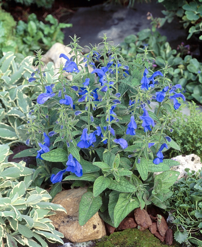 Salvia patens 'Patio Deep Blue' (130993)
