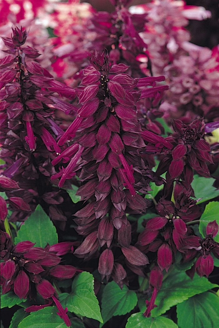 Salvia splendens Vista™ 'Purple' (131038)