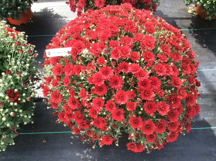 Chrysanthemum x morifolium Belgian Mums® 'Pavia Red' (131109)