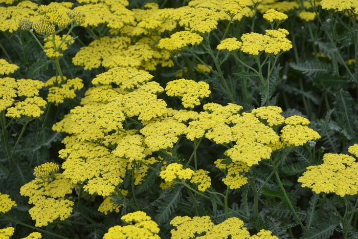 Achillea millefolium 'Sassy Summer Lemon' Yarrow | Garden Center Marketing