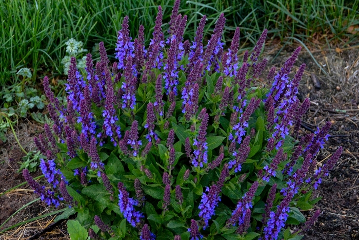 Salvia nemorosa 'Violet Profusion' (131610)