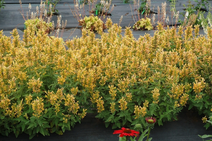 Agastache Poquito™ 'Butter Yellow' (132040)