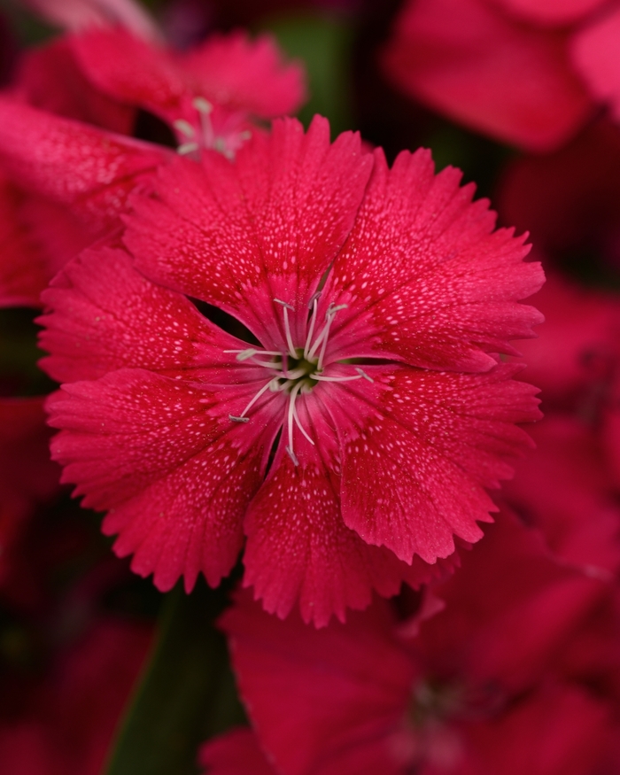 Dianthus chinensis x barbatus Floral Lace™ '' (132214)