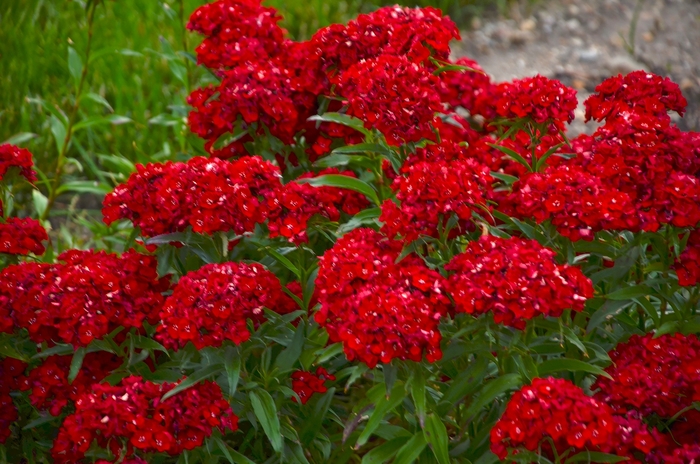 Carnation Red Velvet