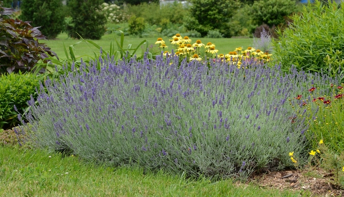 Lavandula angustifolia 'Silver Mist' English Lavender