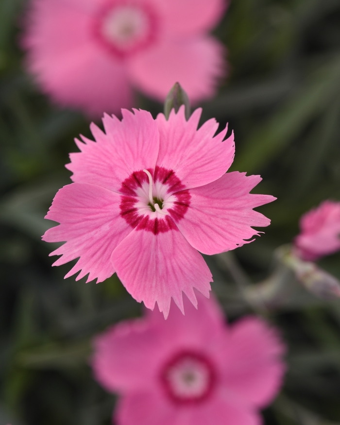 Dianthus Mountain Frost™ 'Pink Twinkle' China Pinks, Cheddar Pinks ...