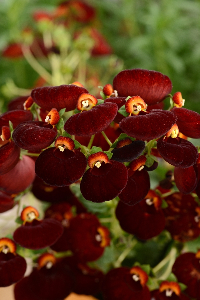 Topmøde Kamp Afvigelse Calceolaria Calynopsis™ 'Dark Red' Pocketbook Plant from Garden Center  Marketing