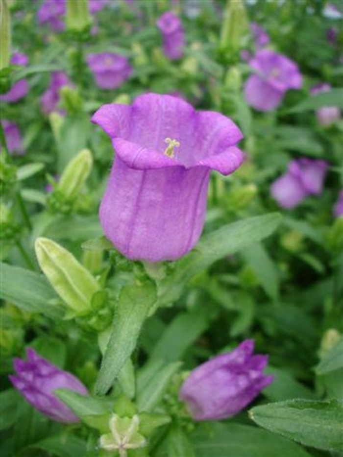 Campanula medium Campana 'Lilac' (132575)
