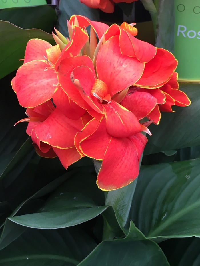 Canna x generalis Cannova® 'Red Flame' (132596)