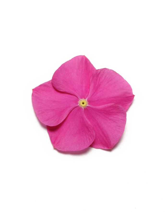 Catharanthus roseus Pacifica XP 'Deep Orchid' (132672)