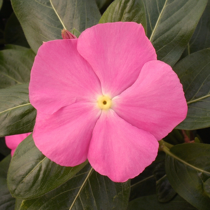 Catharanthus roseus Vitesse 'Pink' (132861)