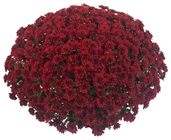 Chrysanthemum x morifolium Afterglow 'Rosso' (132884)