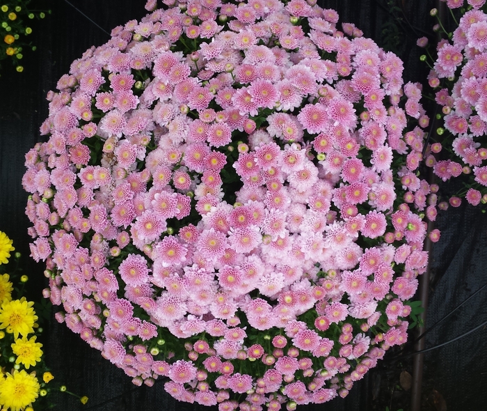 Chrysanthemum x morifolium 'Akilon Pink' (132885)
