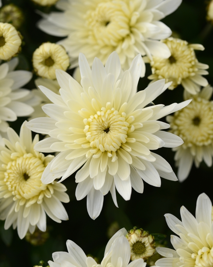 Chrysanthemum x morifolium 'Alpine White' (132889)