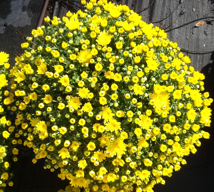 Chrysanthemum x morifolium Belgian® 'Aluga Yellow' (132892)