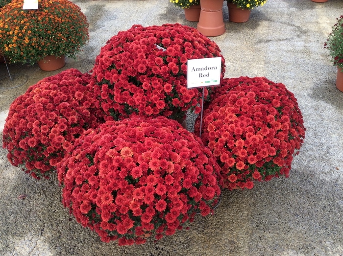 Chrysanthemum x morifolium Belgian Mums® 'Amadora Red' (132894)