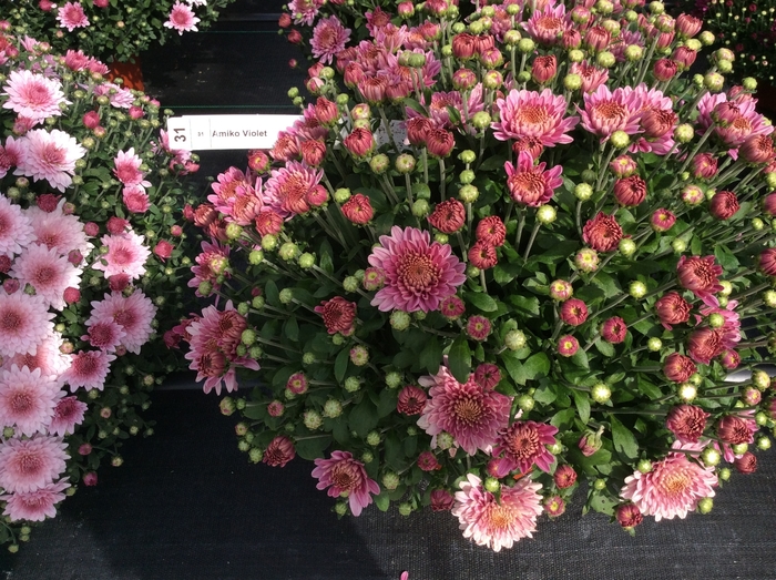 Chrysanthemum x morifolium Belgian® 'Amiko Violet' (132897)