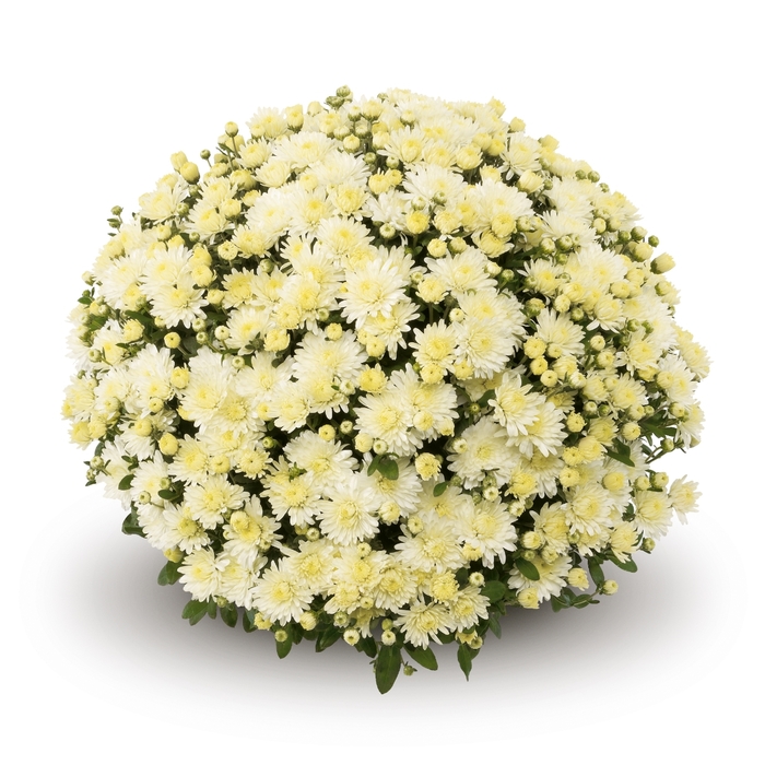 Chrysanthemum x morifolium Belgian® 'Amiko White' (132898)