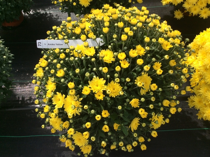 Chrysanthemum x morifolium Belgian® 'Amiko Yellow' (132899)