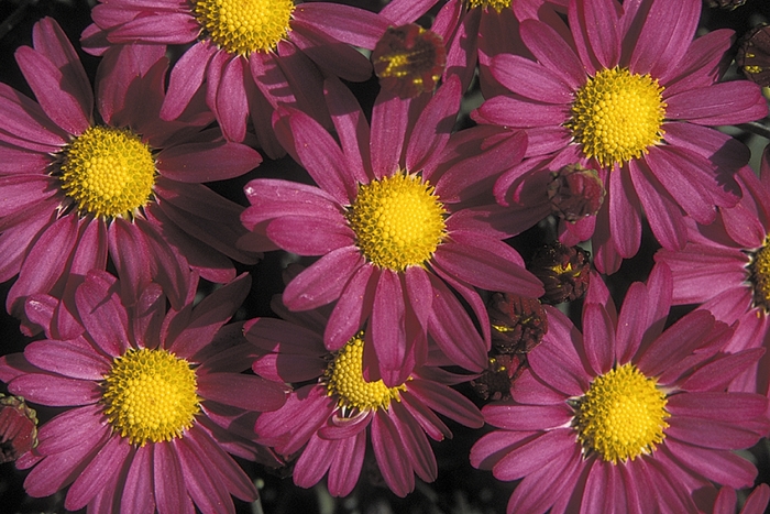 Chrysanthemum x morifolium 'Amphion Purple' (132900)