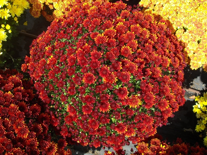 Chrysanthemum x morifolium 'Antica Bronze' (132902)