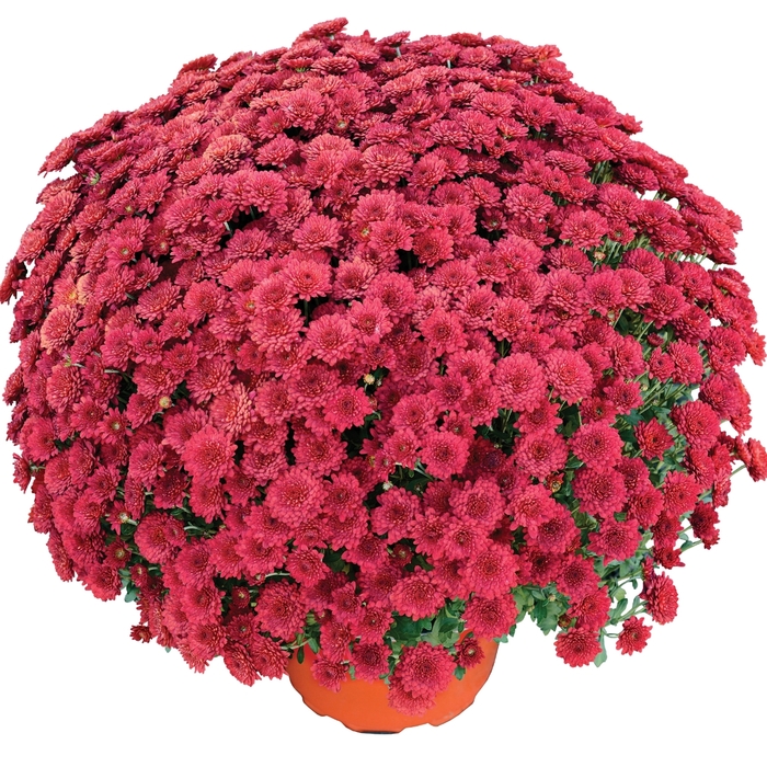 Chrysanthemum x morifolium 'Ashley™ Red' (132904)
