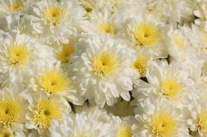 Chrysanthemum x morifolium 'Aspen White' (132905)