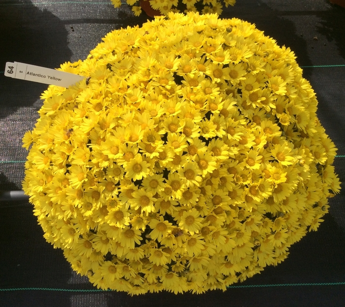 Chrysanthemum x morifolium Belgian® 'Atlantico Yellow' (132906)