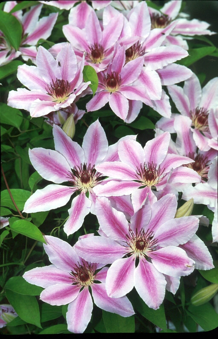 Clematis 'Nelly Moser' (132919)