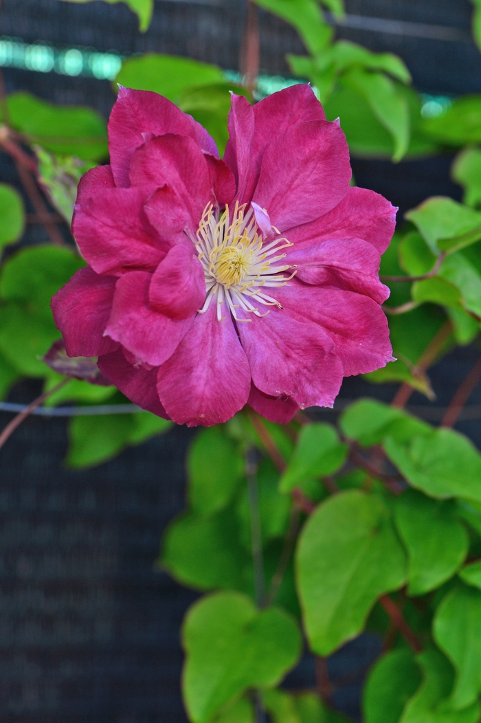 Clematis 'Red Star' (132923)