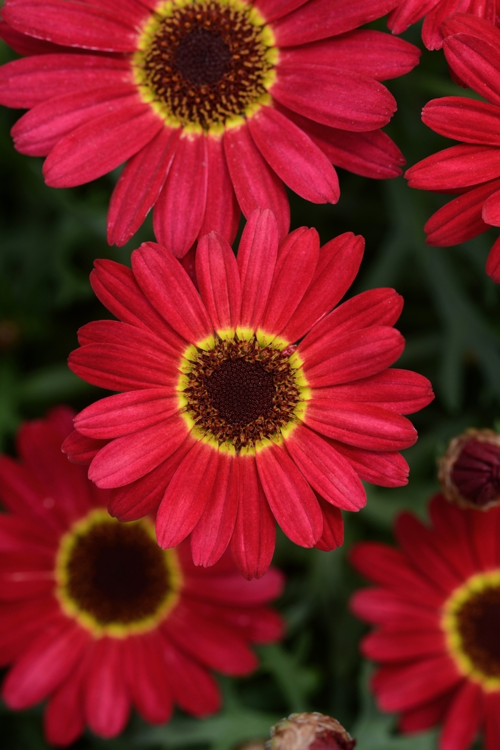 Argyranthemum Grandessa® 'Red' (133366)