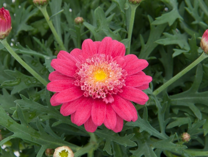 Argyranthemum frutescens LaRita™ 'Hot Pink' (133371)