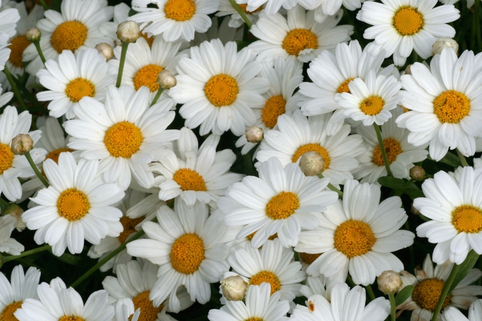 Argyranthemum frutescens LaRita™ 'White' (133379)