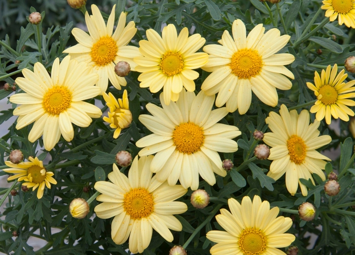 Argyranthemum frutescens LaRita™ 'Yellow' (133380)