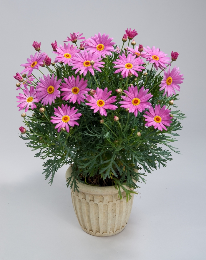 Argyranthemum frutescens Angelic™ 'Giant Pink' (133383)