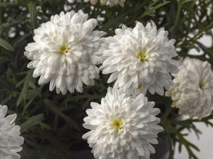 Argyranthemum frutescens Glory 'Double White' (133389)