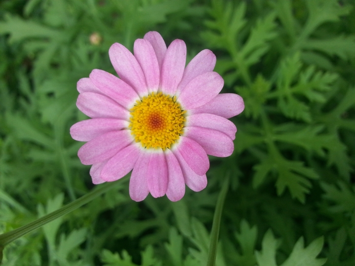 Argyranthemum frutescens Glory 'Pink' (133392)