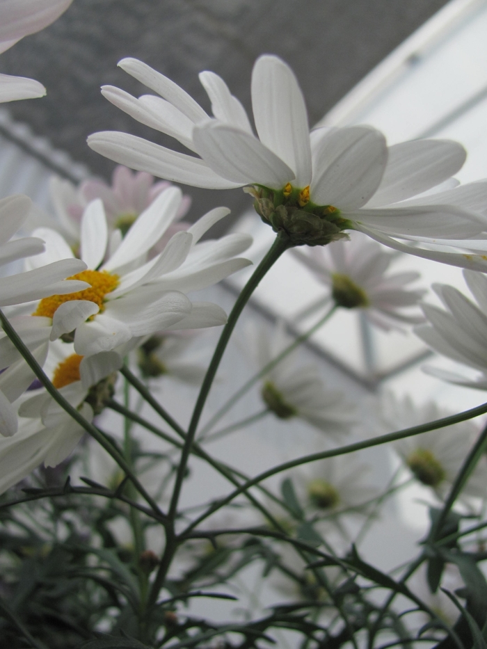 Argyranthemum frutescens Go Daisy 'Mega White' (133396)