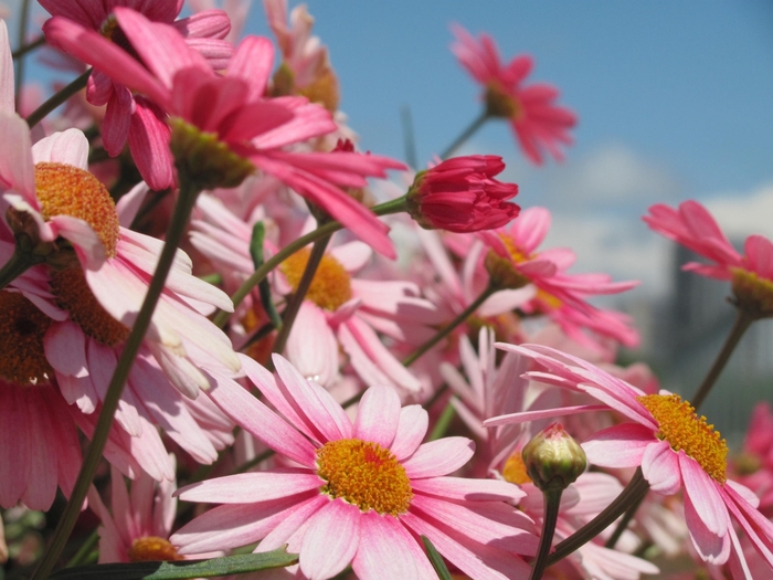Argyranthemum frutescens Glory 'Plus Pink' (133400)
