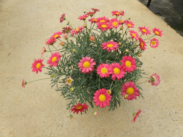 Argyranthemum frutescens Go Daisy 'Simply Red' (133402)