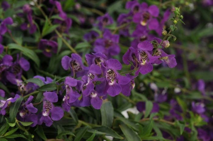 Angelonia angustifolia Angelmist® 'Spreading Dark Purple' (133649)