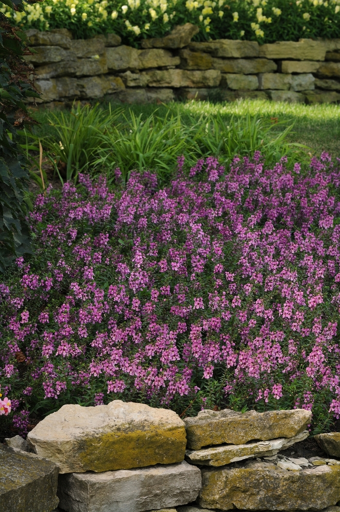 Angelonia angustifolia Serenita® 'Lavender Pink' (133840)